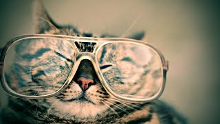 Top 100 funny cute animals gifs just in 8 min
