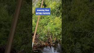 Mancing ikan Betok/Papuyu