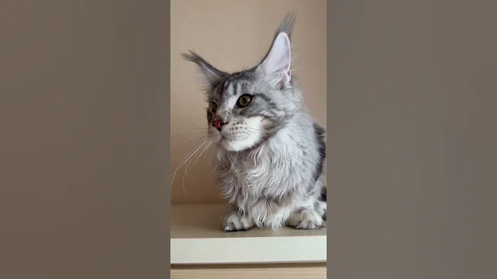 Video 10221171: boy maine coon cat