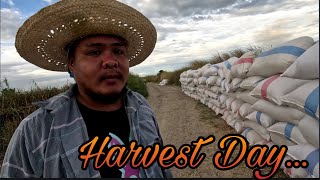 EPS394|HARVEST DAY ULIT MEDYO DISMAYADO KAMI SA ANI...|RICE FARMING 🌾🧺