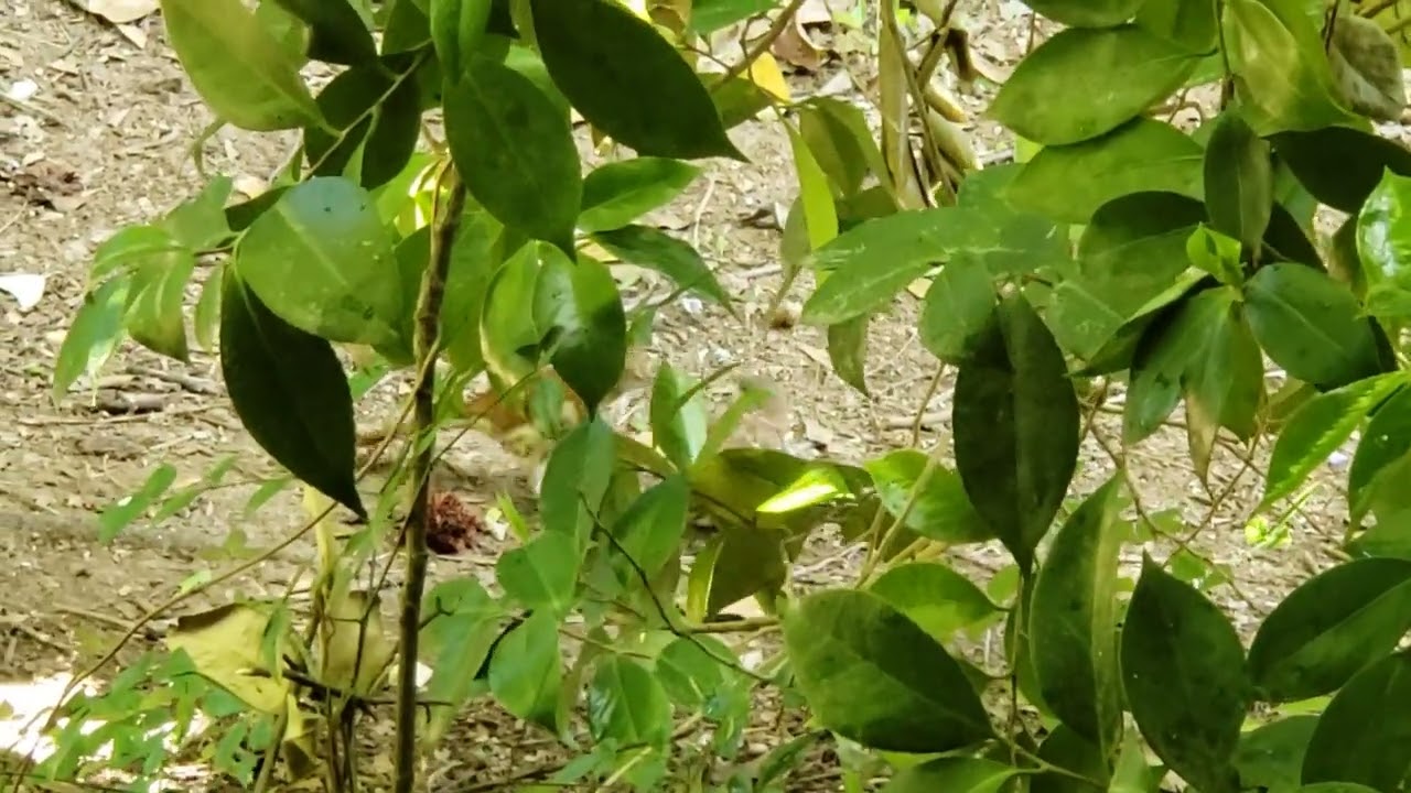 The brown thresher fledgling on the ground!