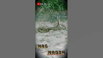 Nag Nagin dance #tejal #shorts #video #youtubeshort #trending