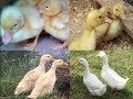 Duck Development in 7 Weeks - Duck Developmental Stages -  Duck Growing Stages
