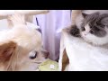 子猫が極小犬と初対面したら大惨事に・・・