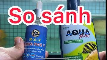 Chữa đục mắt cho cá rồng: So sánh các loại thuốc