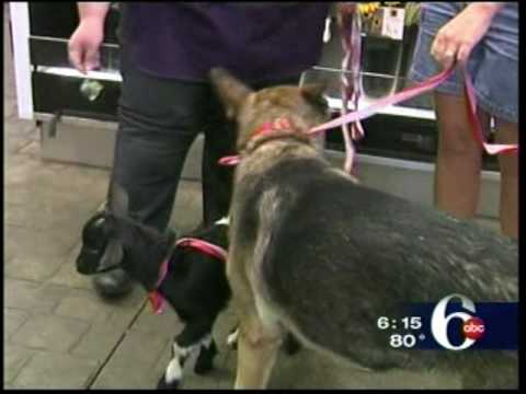 Goat and Dog Wander To Plaza Flowers, www.pflorist...