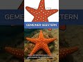 Willkommen im Meer – Der Gemeine Seestern | Ausmalen, Schneiden, Kleben