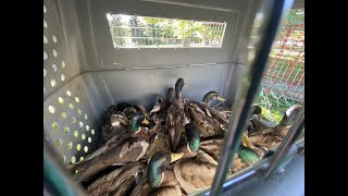 Nearly 50 of ducks rescued from Orem park, city hopes to control population problem