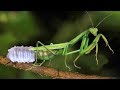 How to Mother Mantis laying eggs on the tree? _ Ivm reptile story