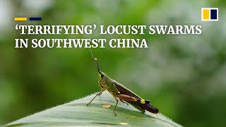 'Hair stood up on the back of my neck’: locust swarm a terrifying memory for Chinese farmer