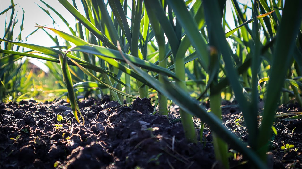 Пожовтів Часник-Даю Азот і Калій для відновлення БАЛАНСУ