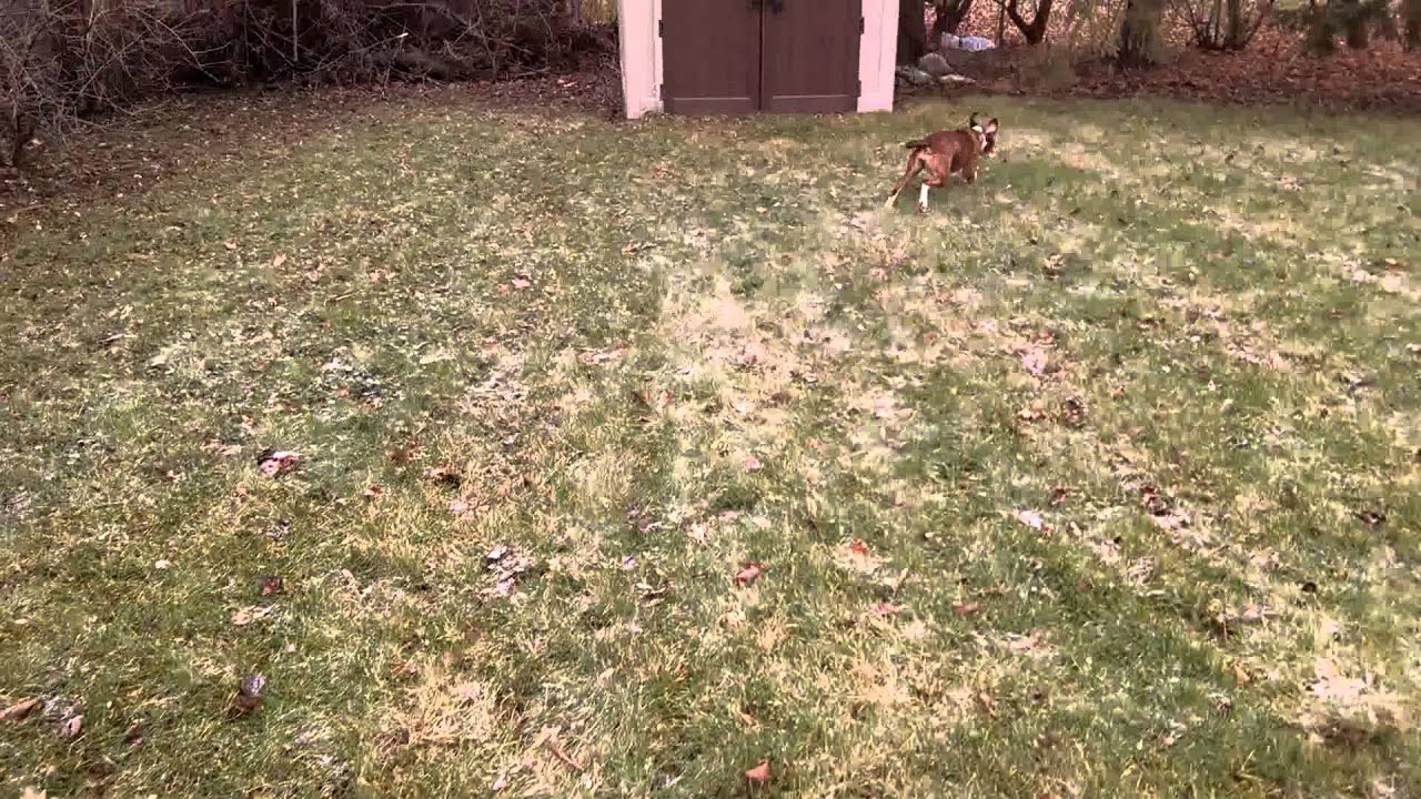 Spaz YouTube