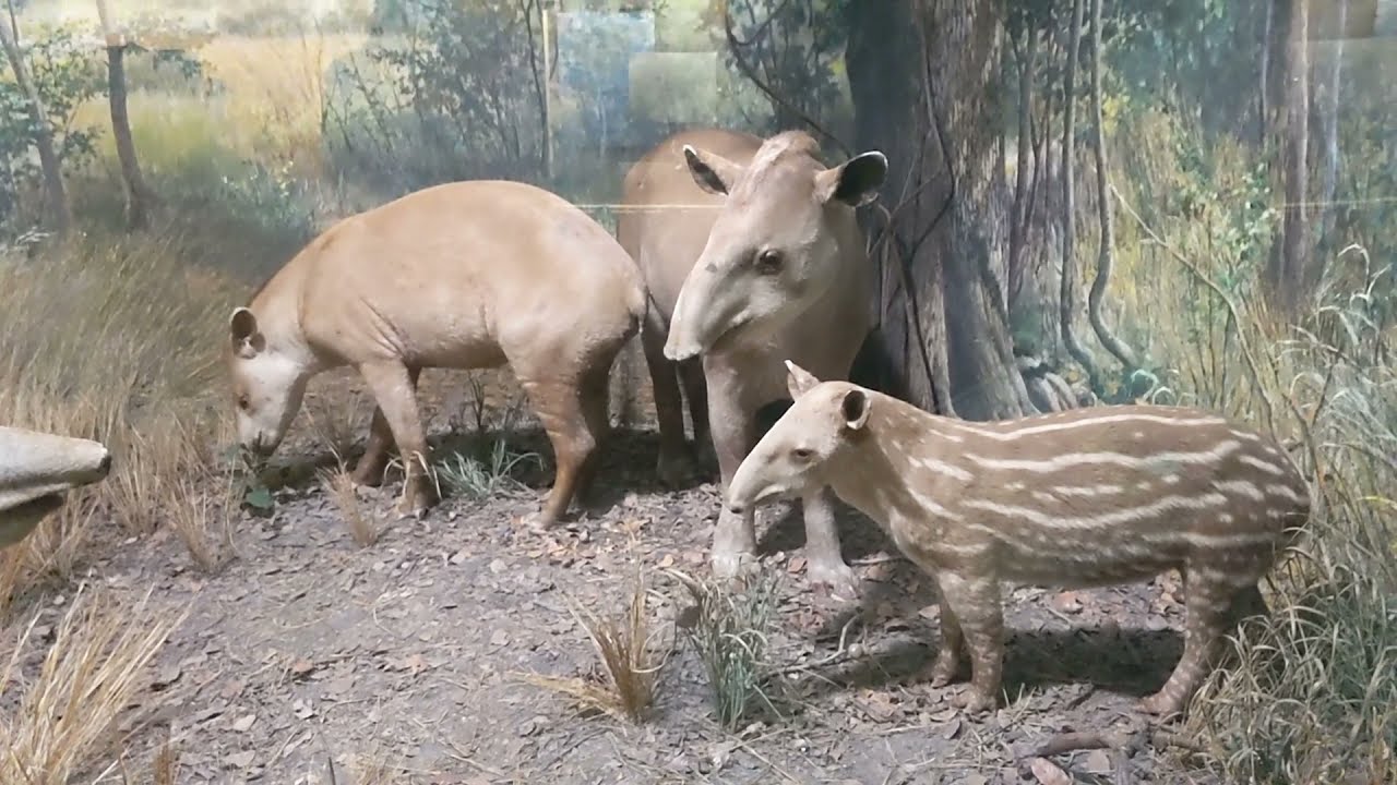 Field Museum/Chicago Part 2 taxidermied animals.