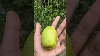 "Garmi ka asli maza 🥭😋 #shorts""Bihar ka sabse mashhoor aam! ✨ #viral""Satisfying Mango Cutting 🔪🥭
