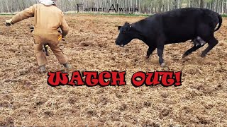 CRAZY COW WANTS TO KILL US !!! RUN FAST !!! #extreme #fear #race #intense #stress #funny Q&A