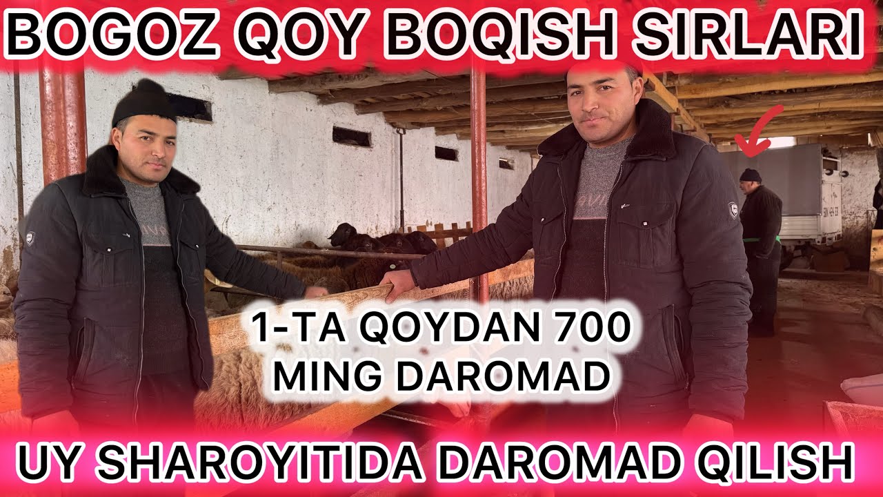 QOY BOQISH SIRLARI BOGOZ QOY BOQIB 1.OYDA 700 MING DAROMAD QILISH TOMOSHA QILING