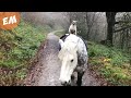 The purrrfect ride  cat rides horse