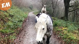 The Purrrfect Ride | Cat rides Horse