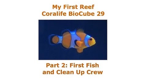 Coralife Bio Cube 29 Build - Part 2: First Fish and Clean Up Crew