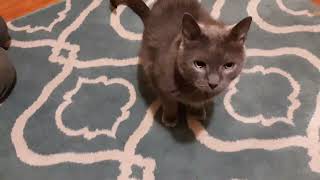 Teaching SIT to a cat - part two, adding a verbal cue