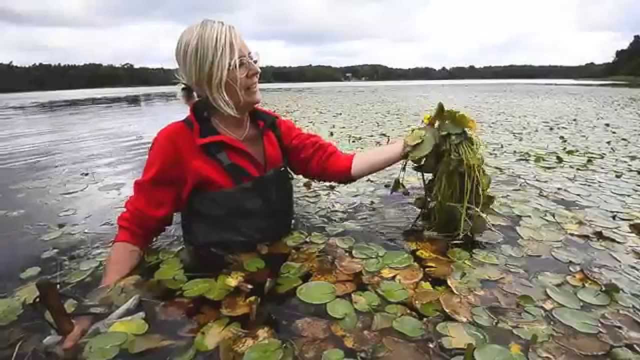 Sjögull i Vita Sjö.