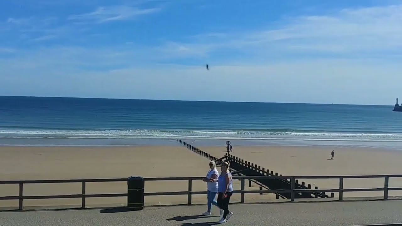 Dolphins swimming along the beach front, Aberdeen, Scotland - Stone Age Productions Adventure TikTok