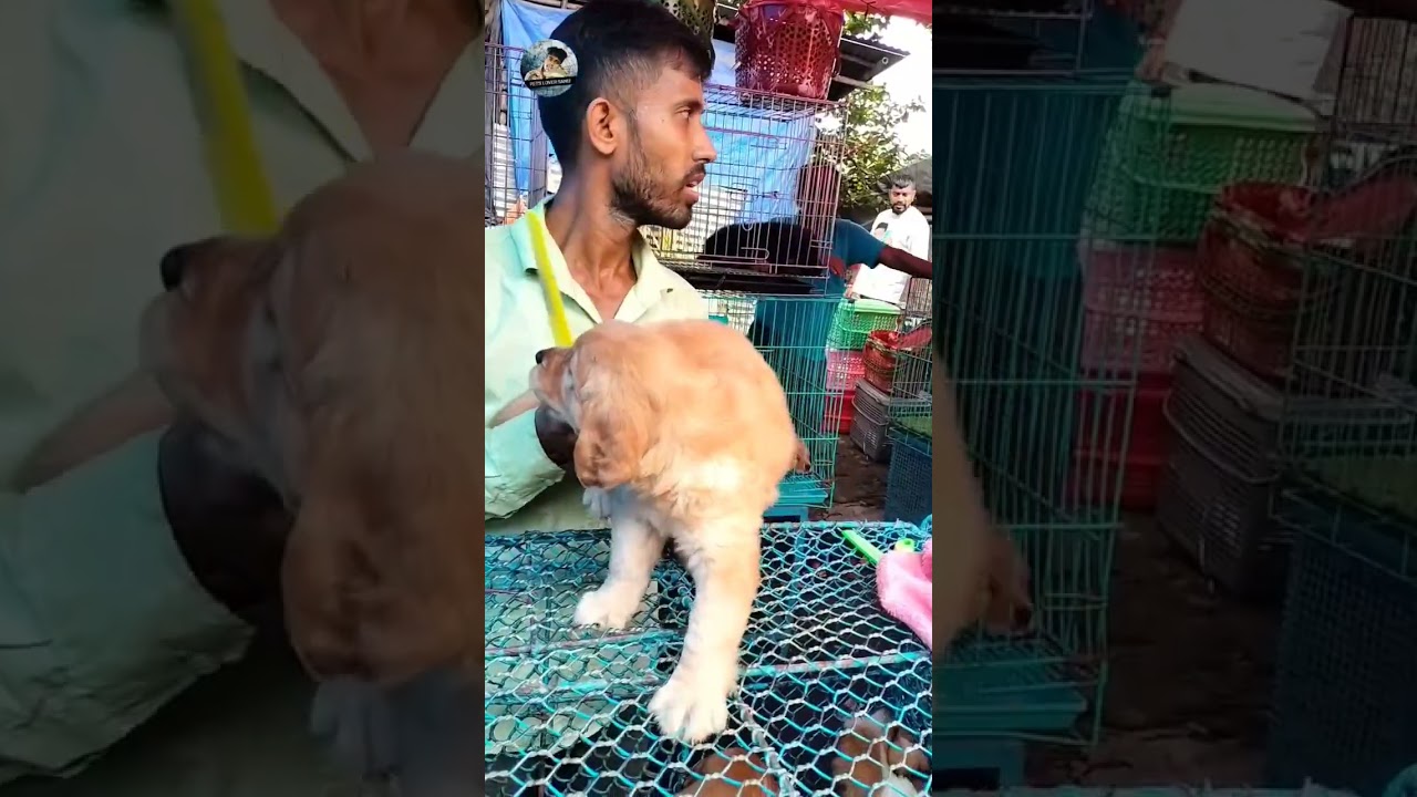 Recent week Galiff Street All Dog price Update।।