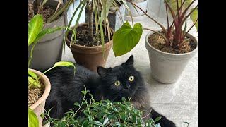 톨이 Tol2 복막염 치료이야기 (5주차) / 약도 잘먹고 잠도 잘자고 /  탱이 톨이의 일상이야기 /Black Cat (Tol2) and Ragdoll Cat (Tang2) by 탱이톨이 (Tang2 & Tol2) 64 views 5 months ago 4 minutes, 28 seconds