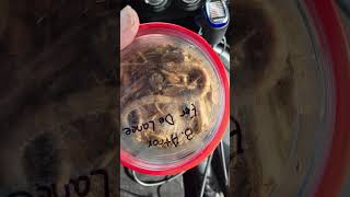 My Baby Fer De Lance Died Minutes Upon Arrival.