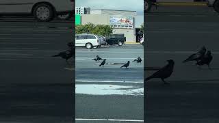 Crows Nipping at a Snakes Tail