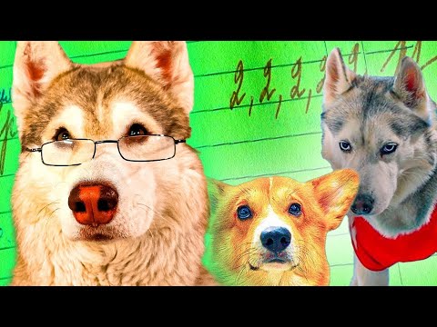 ЕСЛИ БЫ ПЁСИКИ