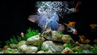 Photo manipulation in Photoshop CC: Kingfisher catching fish in my aquarium
