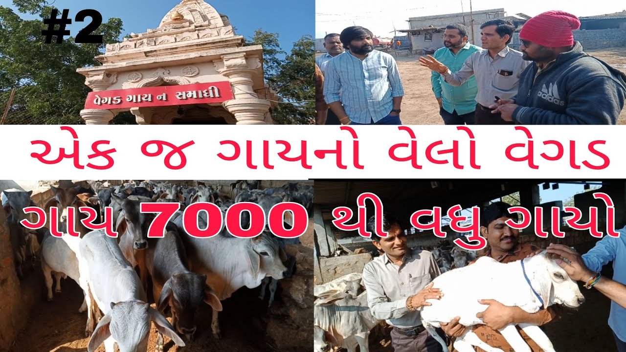 અહીંયા છ મહિના સુધી કોઈ જઈ શકતું નથી|vachhraj bat|વીર વચ્છરાજ દાદા|વચ્છરાજ બેટ ગૌશાળા|નાનુ રણ કચ્છ