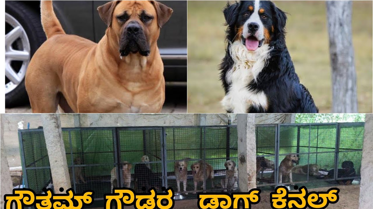 Dog canal Complete details ಹಾಸನದ ಗೌತಮ್ ಗೌಡರ ಡಾಗ್ ಕೆನಲ್ ಸಂಪೂರ್ಣ ಮಾಹಿತಿ