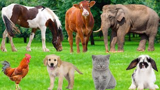Download Lagu Explore Farm Animals: Cow, Sheep, Chicken, Goat, Tiger, Cat, Pig, Duck, Giraffe - Farm Animal Sounds MP3 Download Lagu Explore Farm Animals: Cow, Sheep, Chicken, Goat, Tiger, Cat, Pig, Duck, Giraffe - Farm Animal Sounds MP3