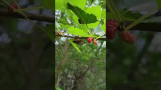 Cicada In A Tree