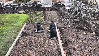 видео: Осенний обзор сада в Сибири. 2025г картинка: Осенний обзор сада в Сибири. 2025г