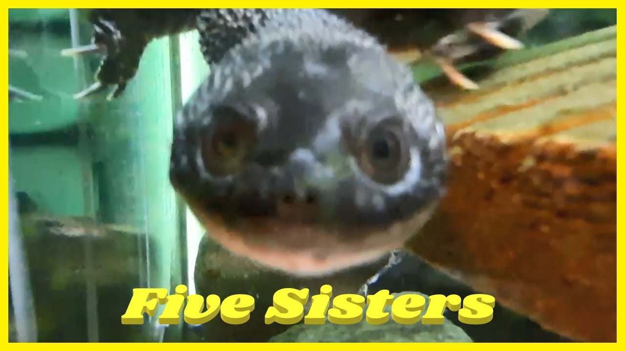 Five Sisters Zoo In Scotland