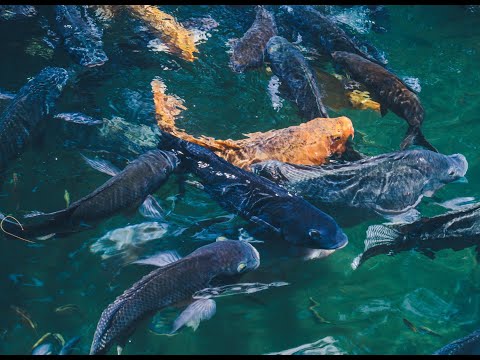 Ikan di Kolam Mati Mendadak, Dosen FKH UGM Jelaskan Penyebab dan Cara Mengobatinya
