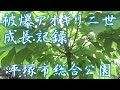 被爆アオギリ二世の成長記録<2017-2019>平塚市総合公園 神奈川県平塚市大原