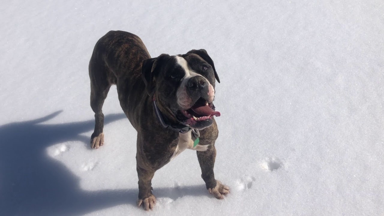 Meet Coco (who stole the heart of Telluride)