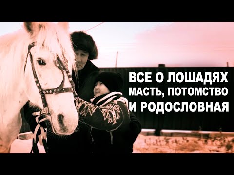 Все о лошадях: