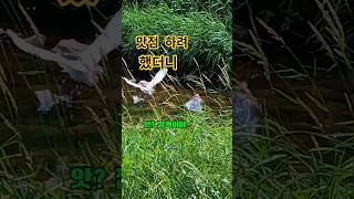 즐거운 식사시간 춤추며 먹어보자. #백로 #맛점 #새영상