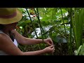 Destinos Ecuador en Manta. Visita al Bosque húmedo de Pacoche y arqueología manteña