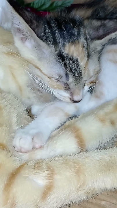 momma 🐱😽