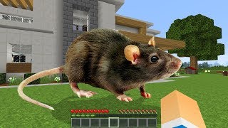 RATO GIGANTE APARECEU NA MINHA CASA NO MINECRAFT ! 