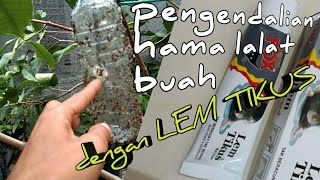 Cara Membuat Booster Pelebat Buah & Pengusir Lalat Buah