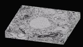 3D ultrastructural reconstruction of a motor neuron by serial section array tomography SEM.