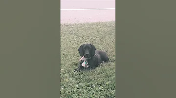 Jack Looks Like He Is Smoking A Cigar 