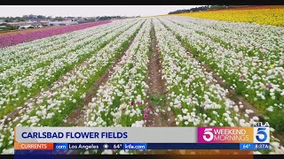 Spring is in full bloom at the Carlsbad Flower Fields! Carlsbad Flower Fields To Welcome Visitors This Spring